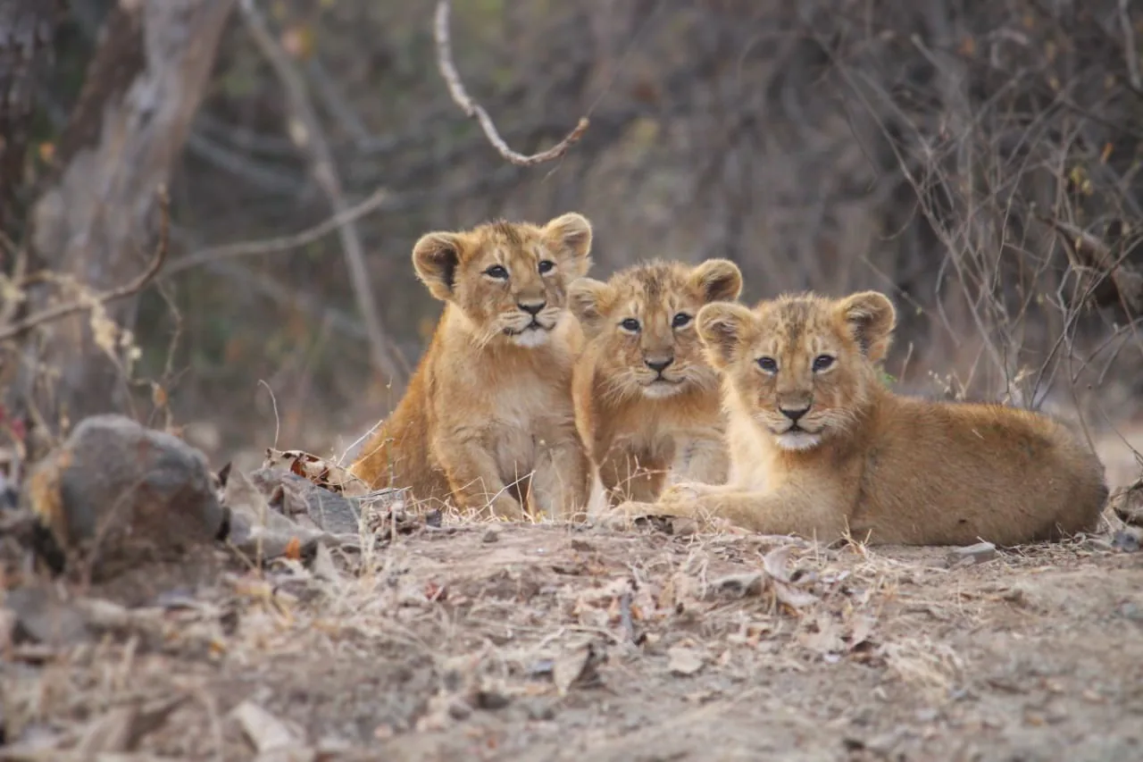 Three Asiatic lion cubs together in Gir forest