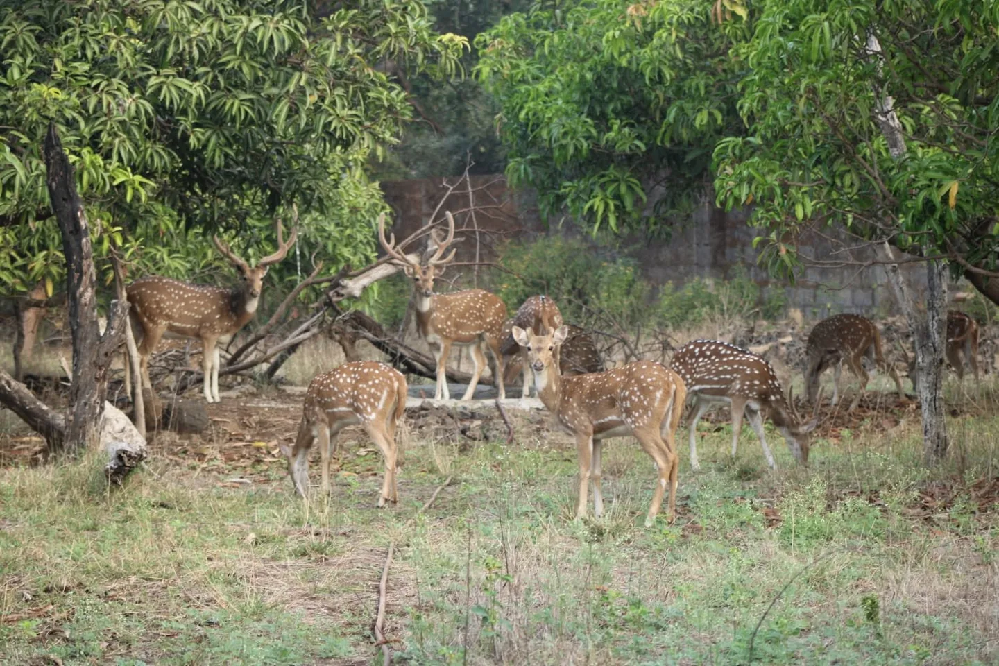 A herd of spotted deer in the Gir forest near the lodge