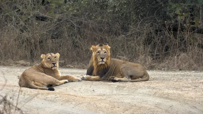 Gir Jungle Safari in Gujarat – Discover the Wild Side of Sasan Gir