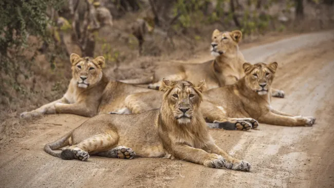 Short Gir Wildlife Photography Tour – Capture Asiatic Lions in Gujarat
