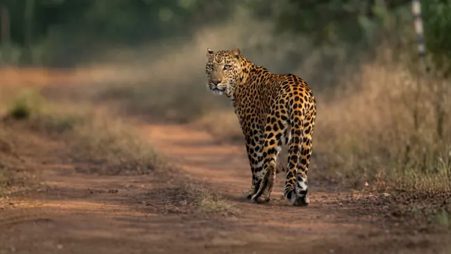 Jambughoda Wildlife Sanctuary Tour with Velavadar Blackbuck Safari