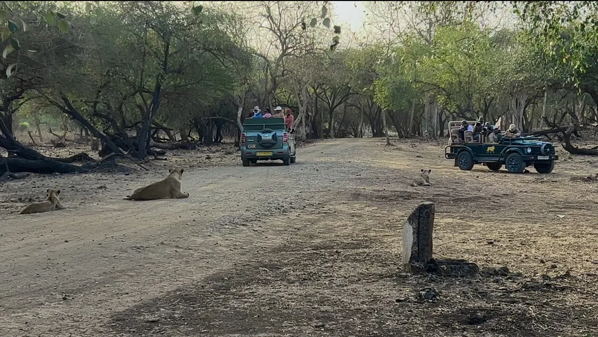 Safari jeeps on a forest track in Gir National Park