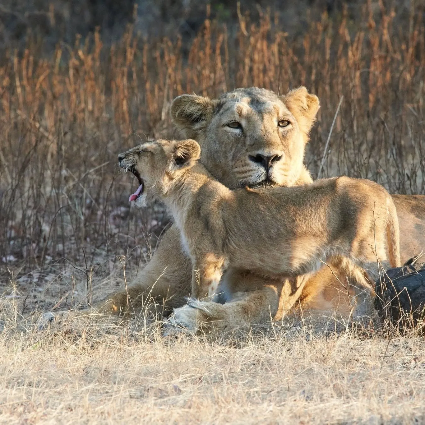 More than the big cats