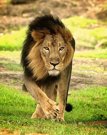 gir_is_the_only_place_in_the_world_to_see_the_asiatic_lion_in_the_wild_the_last_habitat