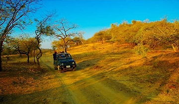 the_wildlife_safaris_are_conducted_in_4WD_in_gir_lion_sanctuary_accompanied_by_guide_and_driver
